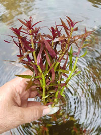 Limnophila aromatica